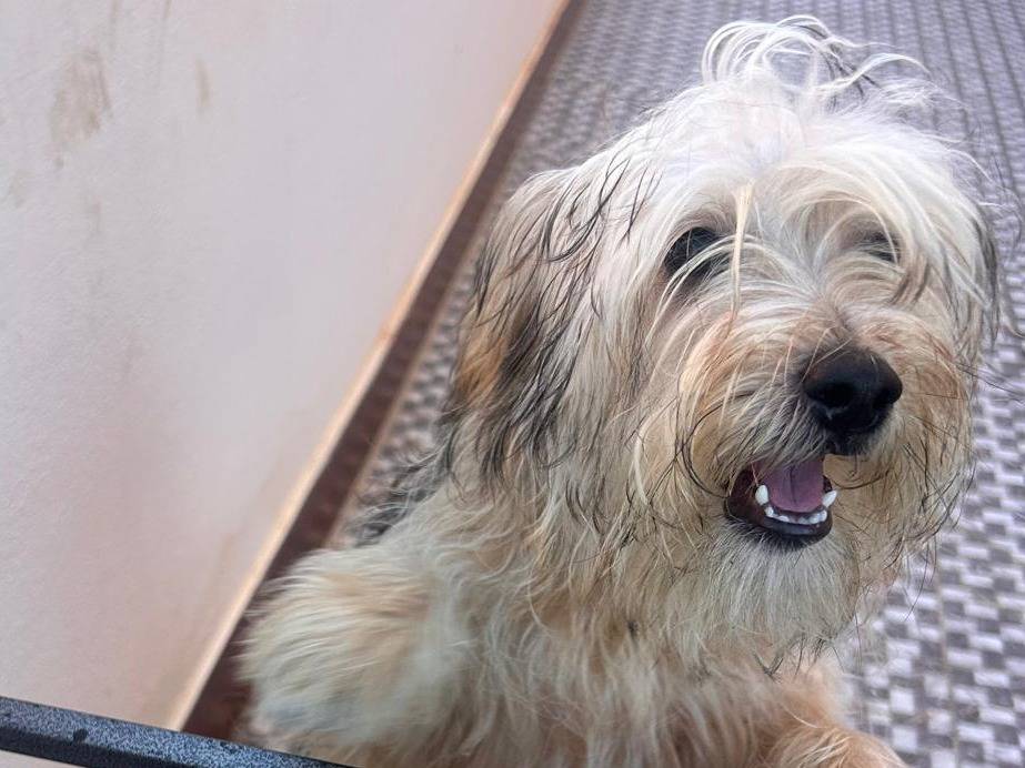 Adotta un cane, taglia piccola, femmina, Padova