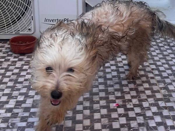 Vuoi adottare un cane a Padova?