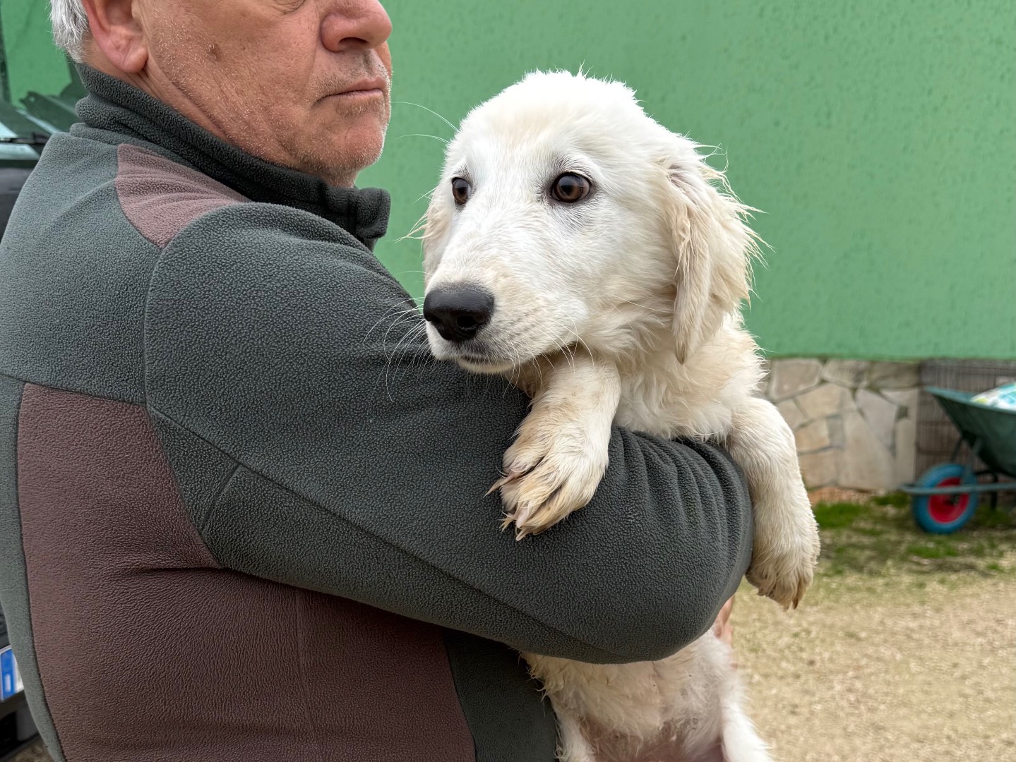 Adozione cane, femmina, Pastore maremmano Razza sconosciuta, 4 mesi, taglia grande, Matera