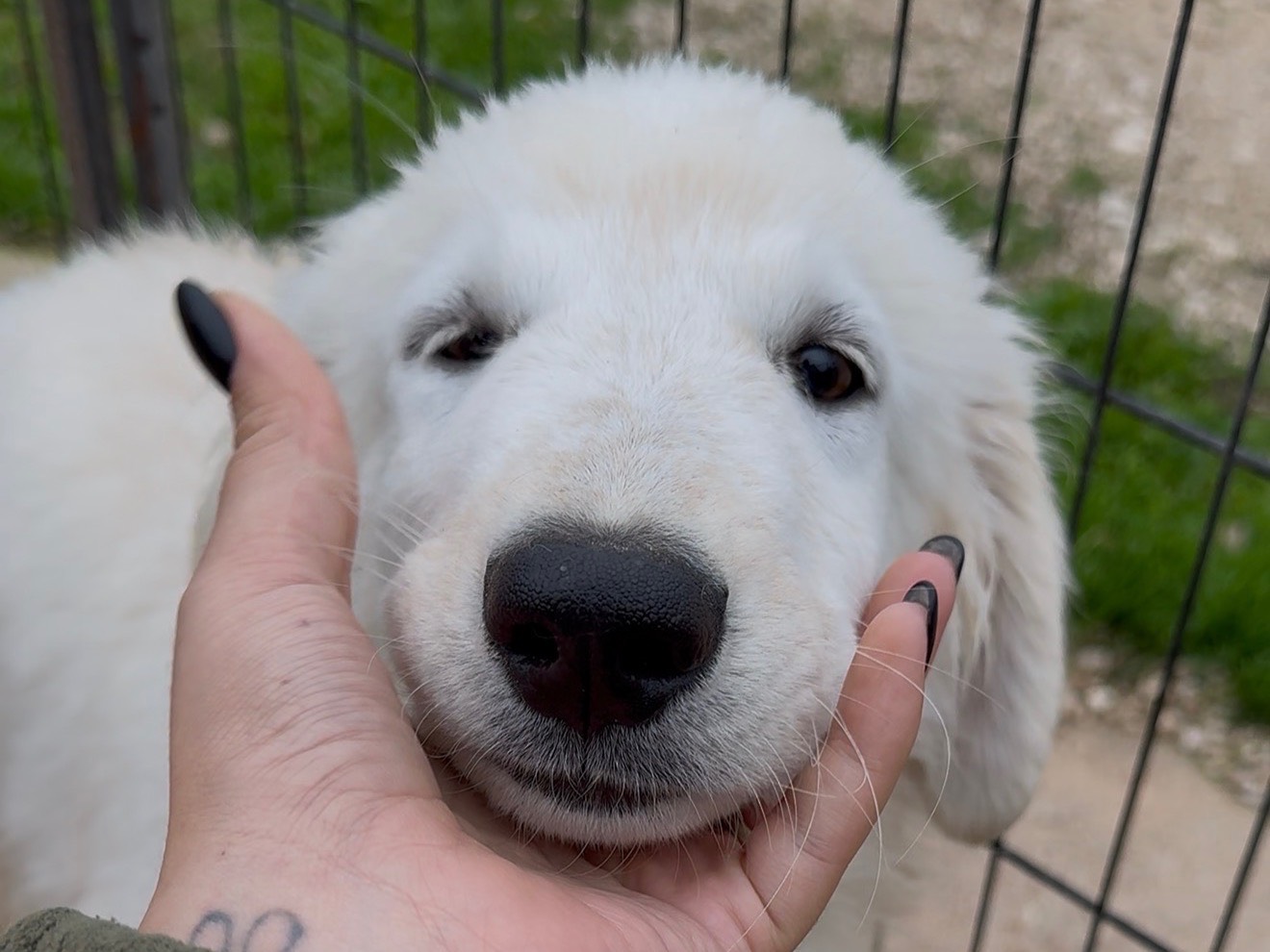 Adotta un cane, taglia grande, femmina, Matera