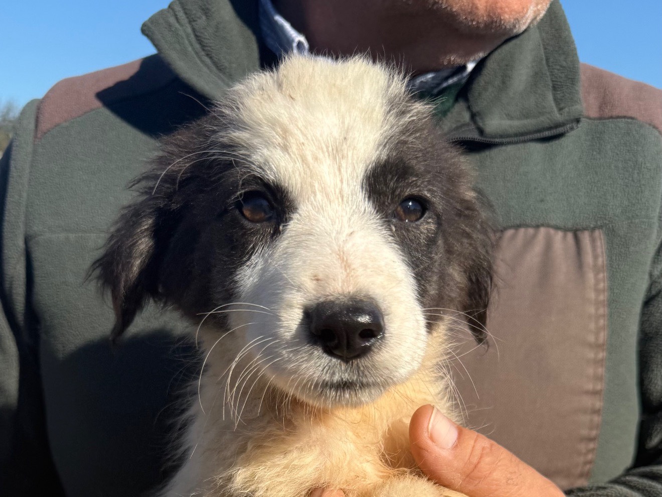 Adozione cane, maschio, Razza sconosciuta Razza sconosciuta, 3 mesi, taglia media, Matera