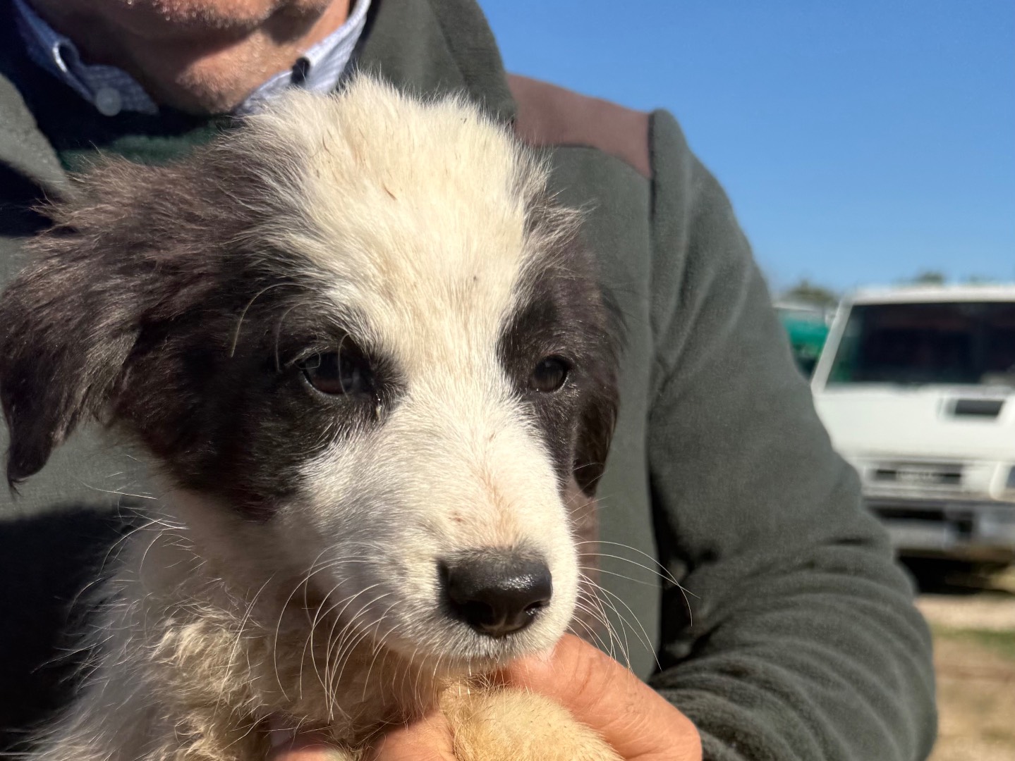 Adotta un cane, maschio, 3 mesi, Matera