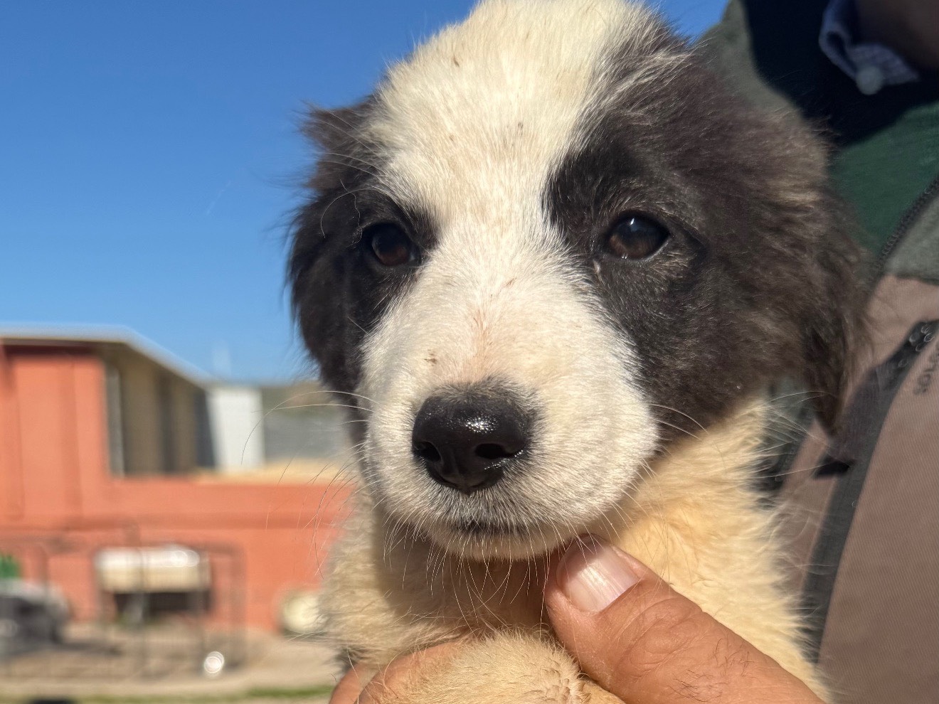 Adotta un cane, taglia media, maschio, Matera