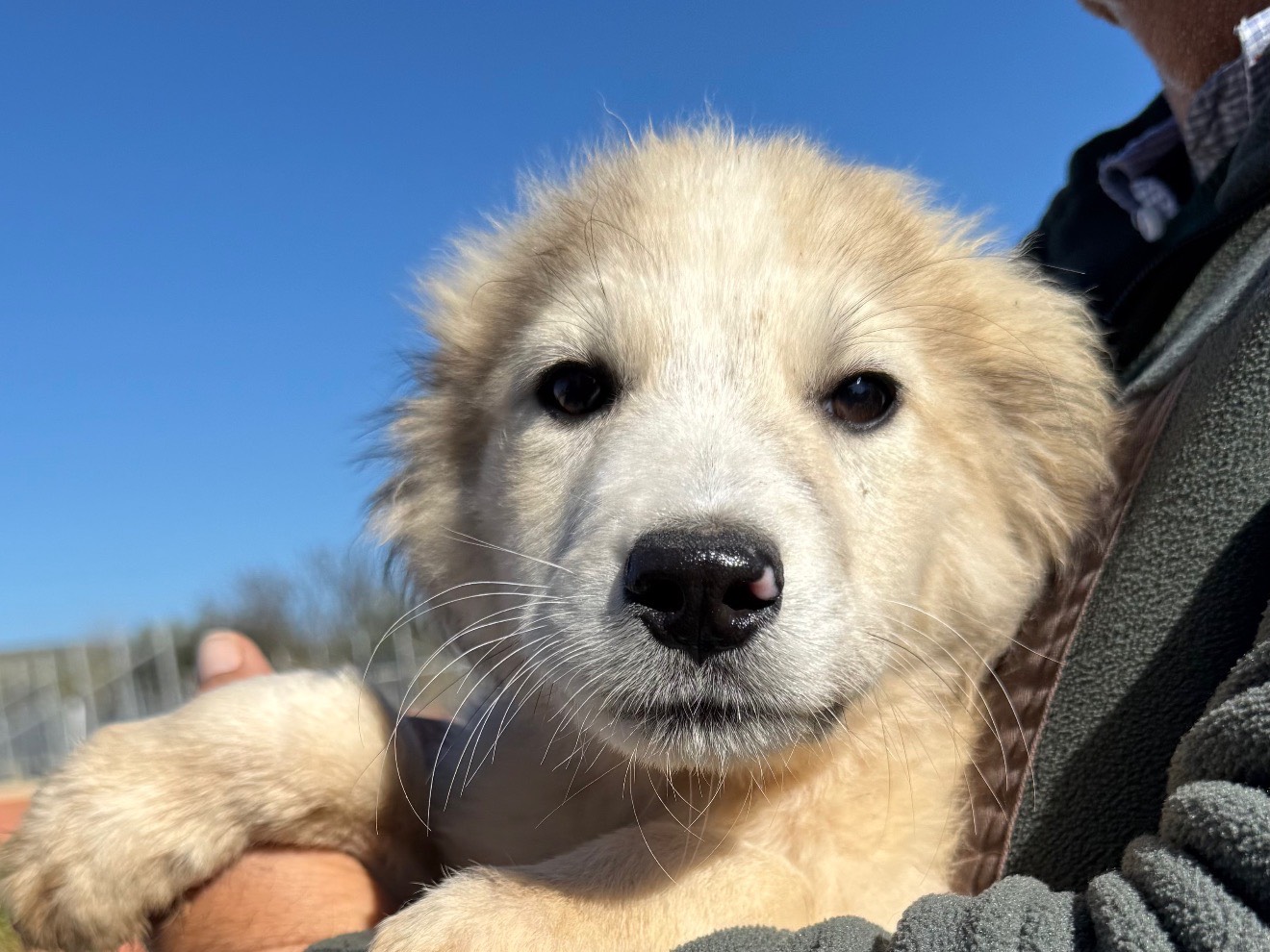 Adozione cane, maschio, Razza sconosciuta Razza sconosciuta, 3 mesi, taglia media, Matera