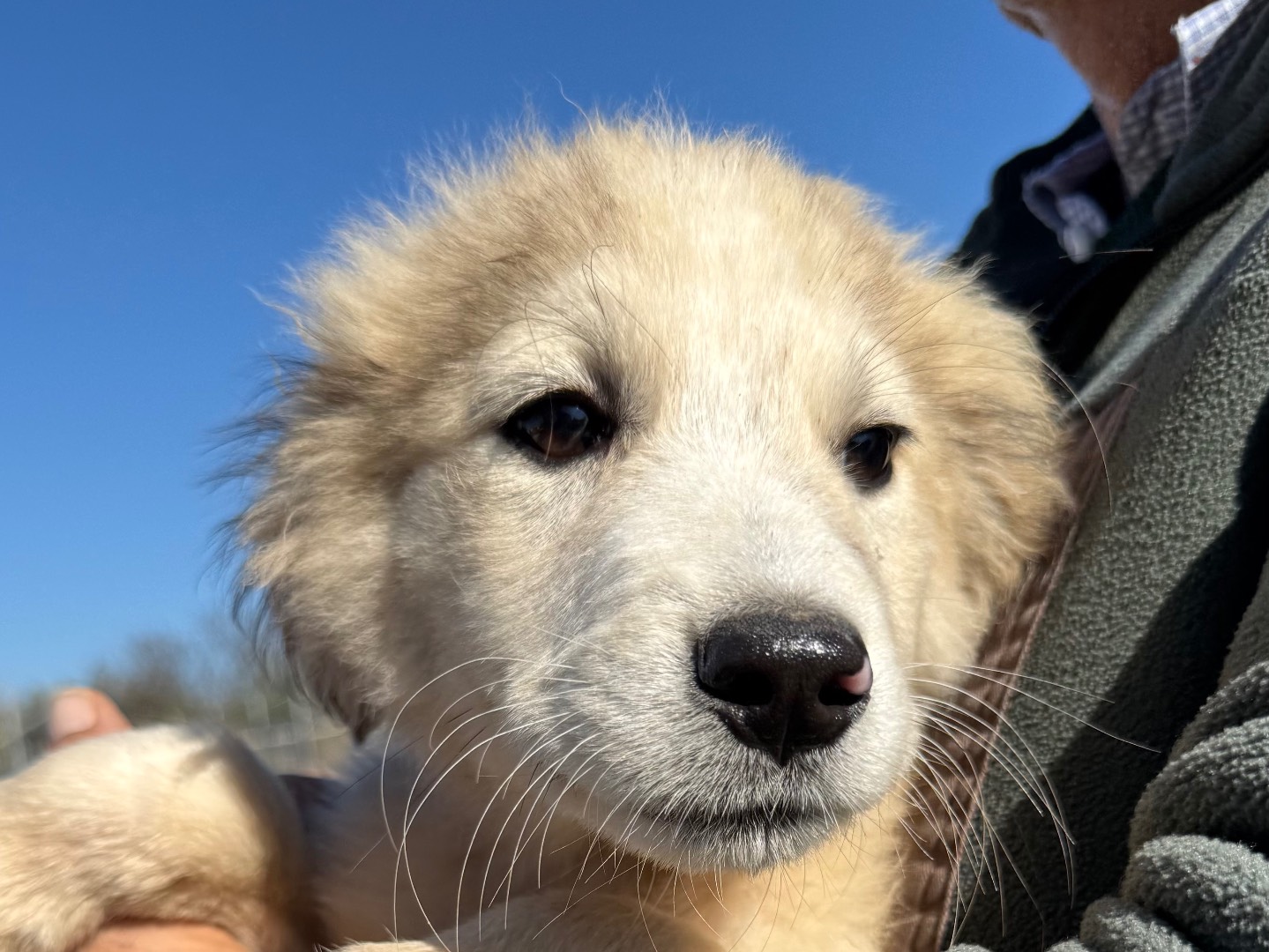 Adotta un cane, maschio, 3 mesi, Matera