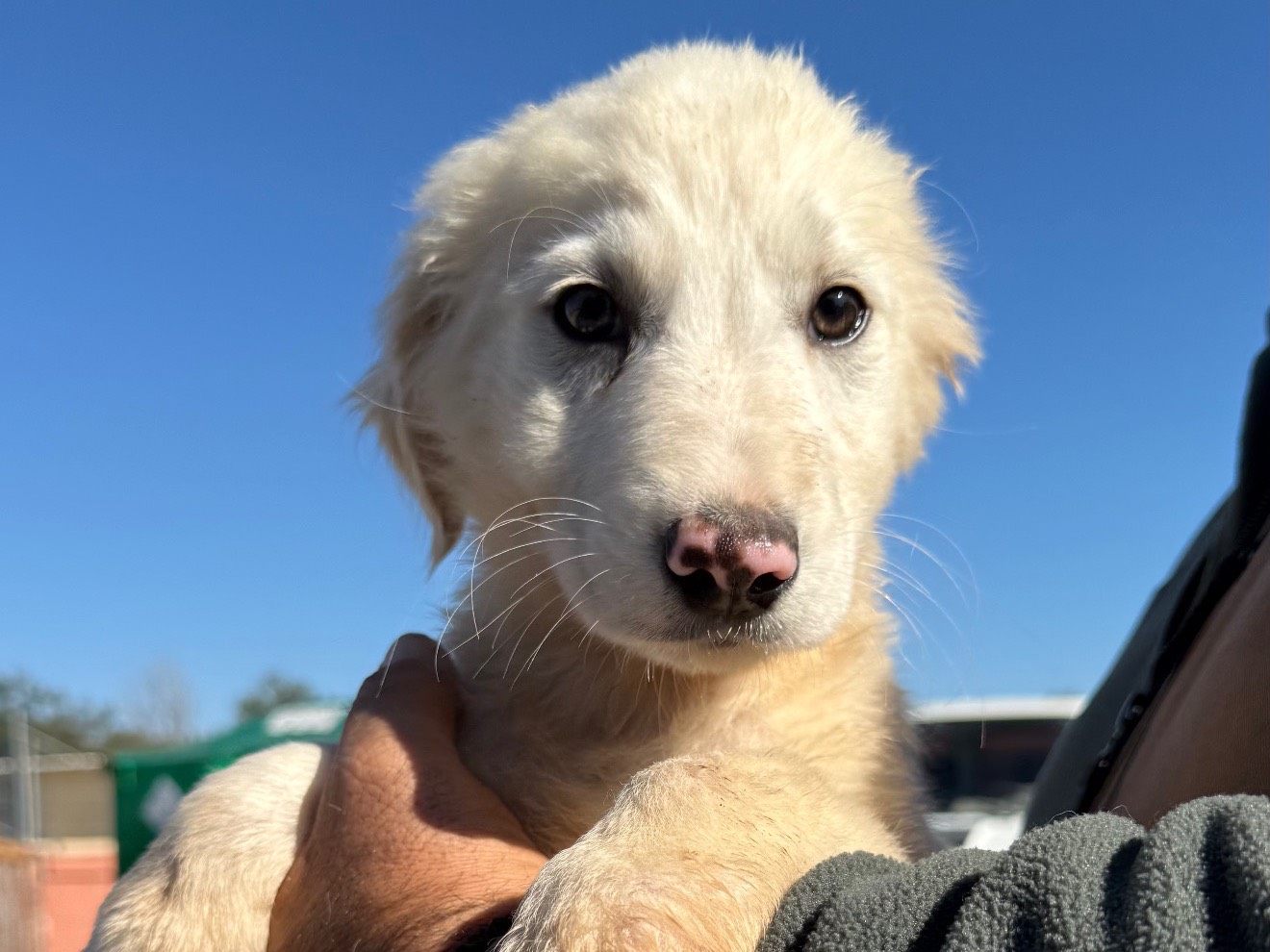 Adozione cane, maschio, Razza sconosciuta Razza sconosciuta, 3 mesi, taglia media, Matera
