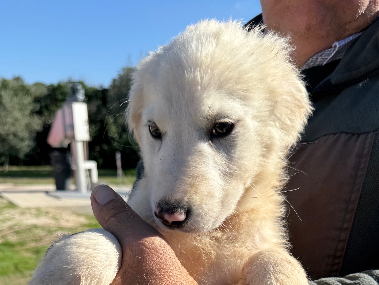 Adotta un cane, maschio, 3 mesi, Matera