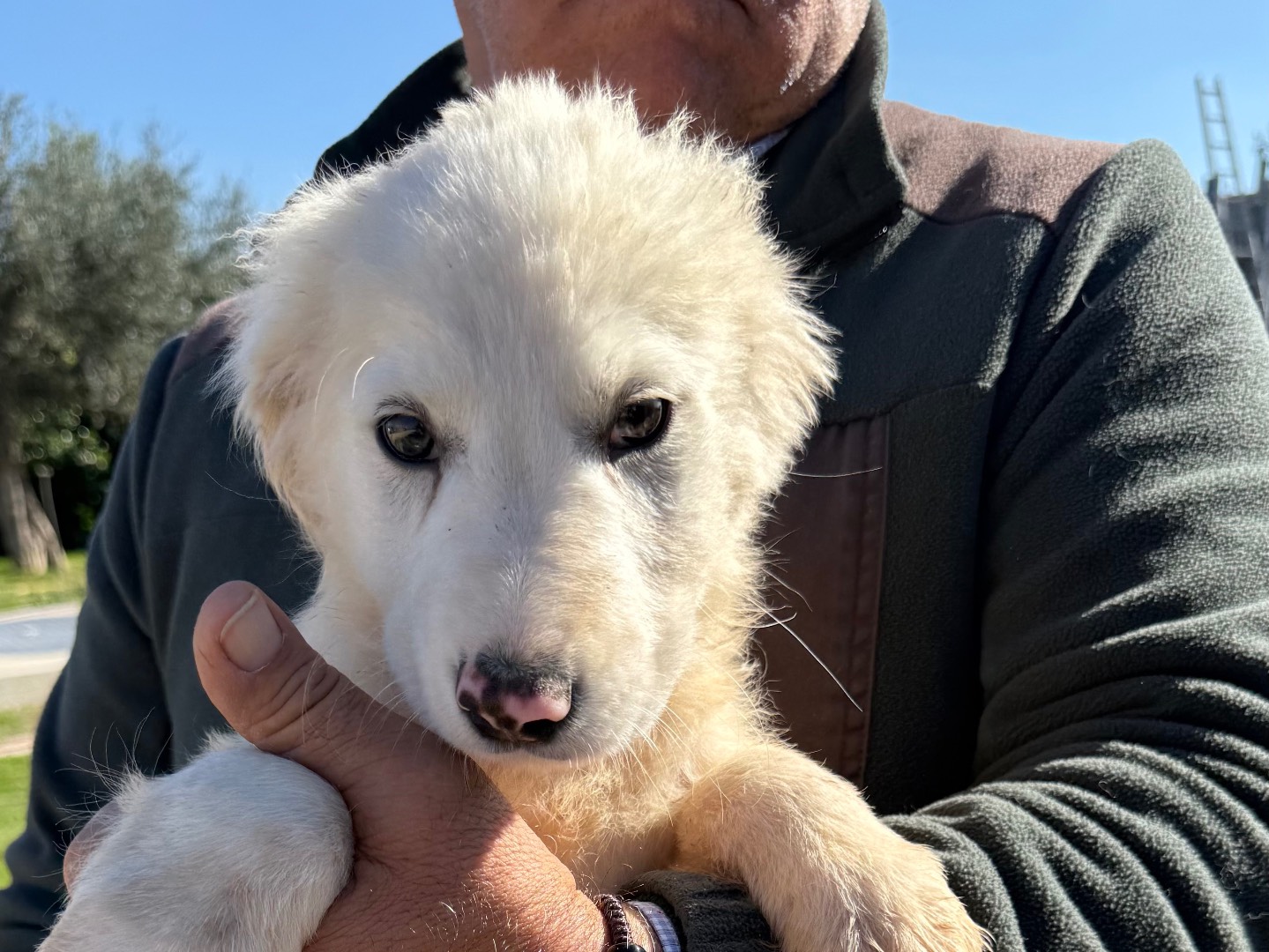 Adotta un cane, taglia media, maschio, Matera