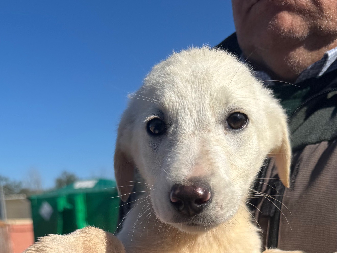 Adozione cane, maschio, Razza sconosciuta Razza sconosciuta, 3 mesi, taglia media, Matera