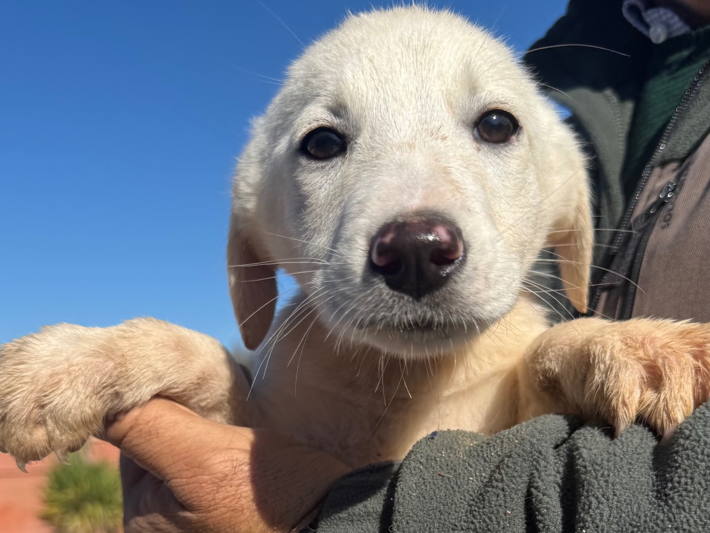 Adotta un cane, maschio, 3 mesi, Matera