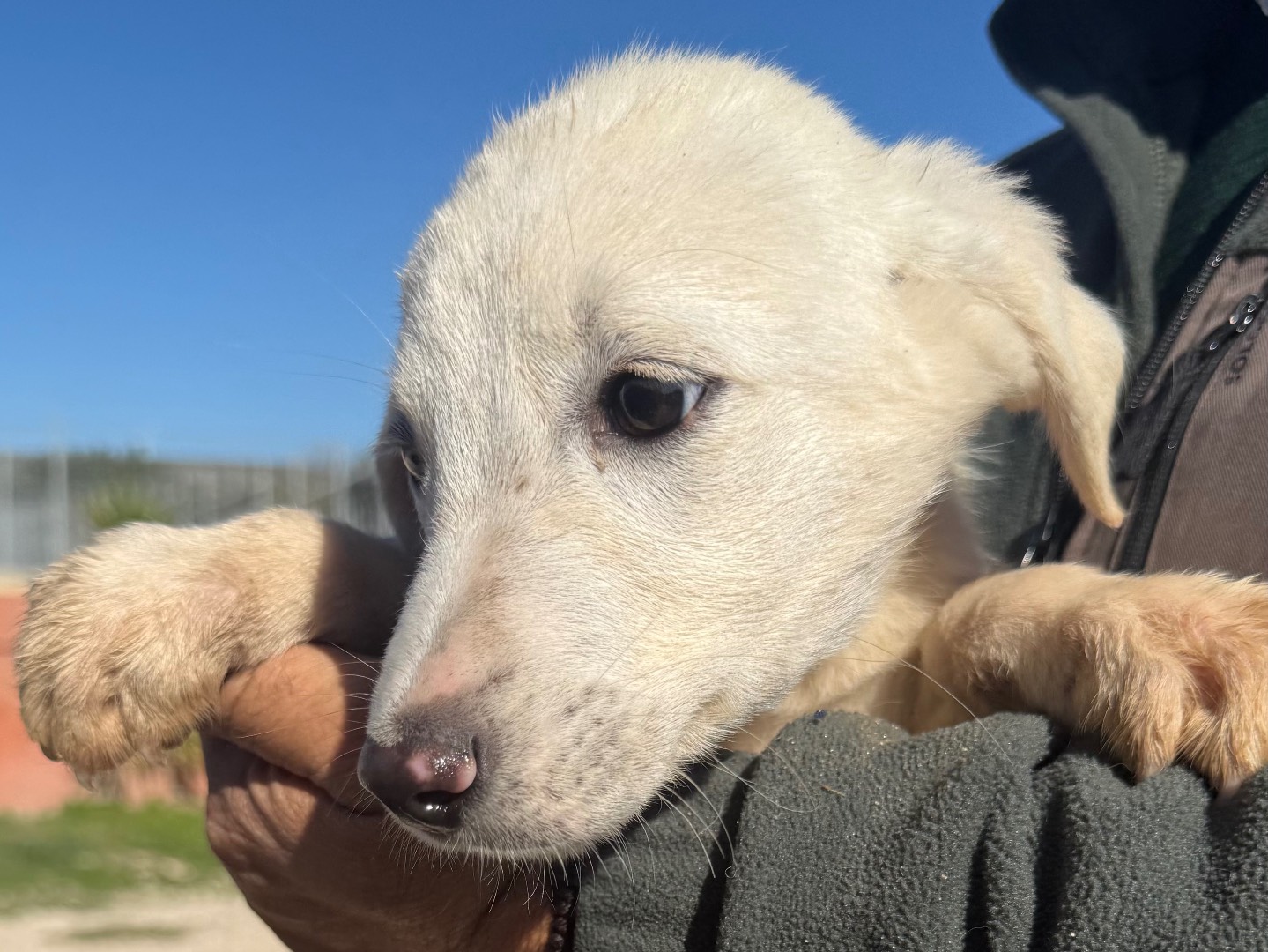 Adotta un cane, taglia media, maschio, Matera