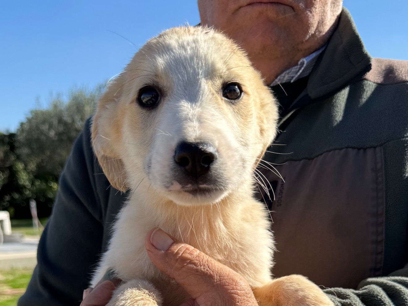 Adozione cane, maschio, Razza sconosciuta Razza sconosciuta, 3 mesi, taglia media, Matera