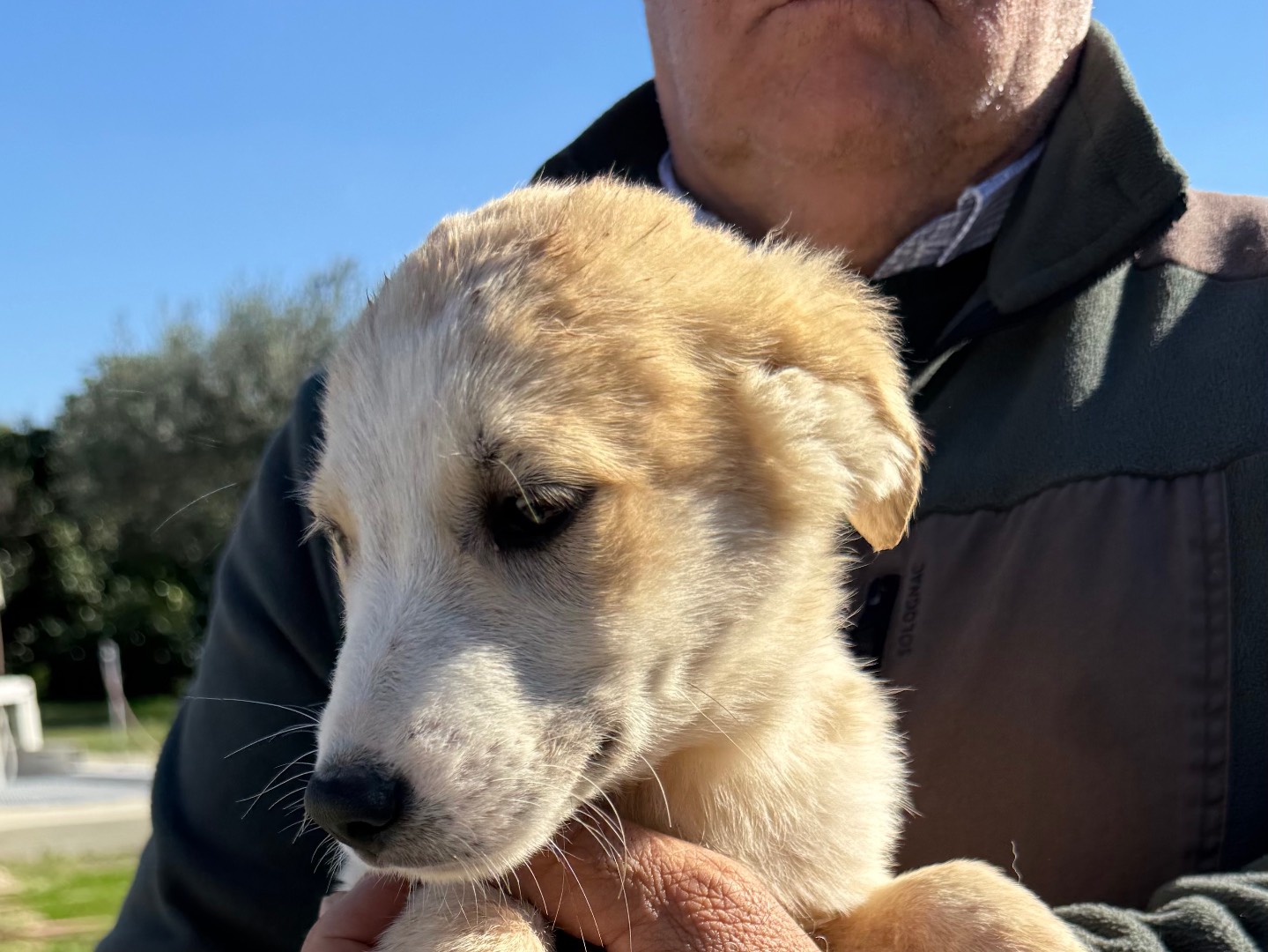 Adotta un cane, maschio, 3 mesi, Matera