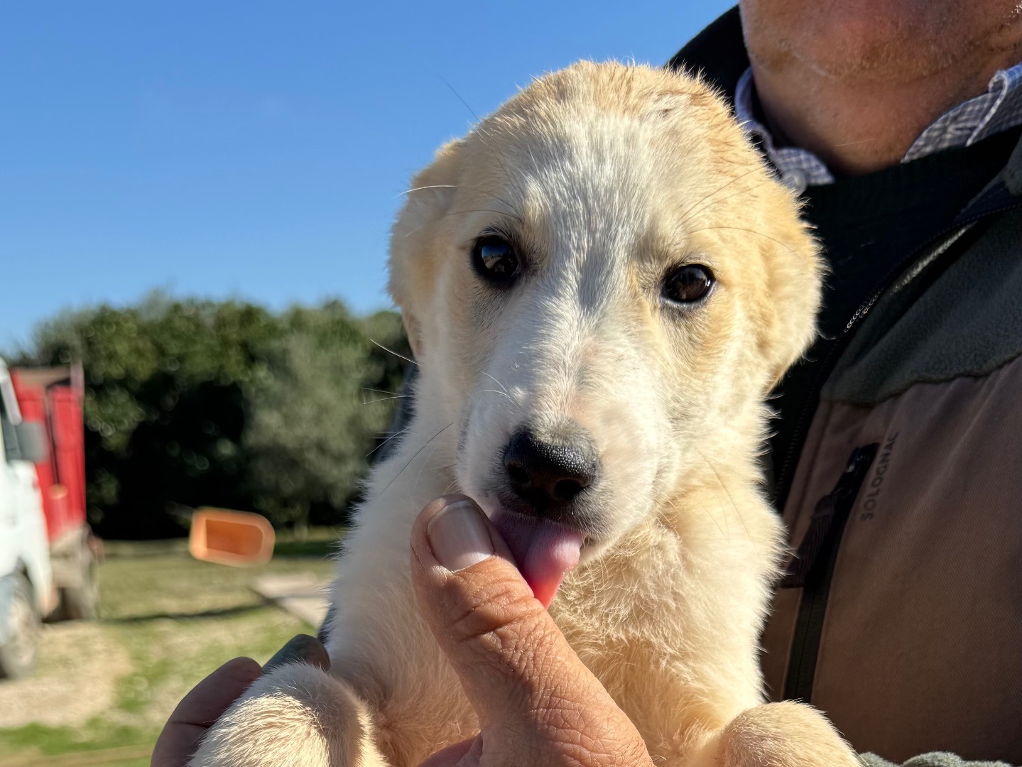 Adotta un cane, taglia media, maschio, Matera