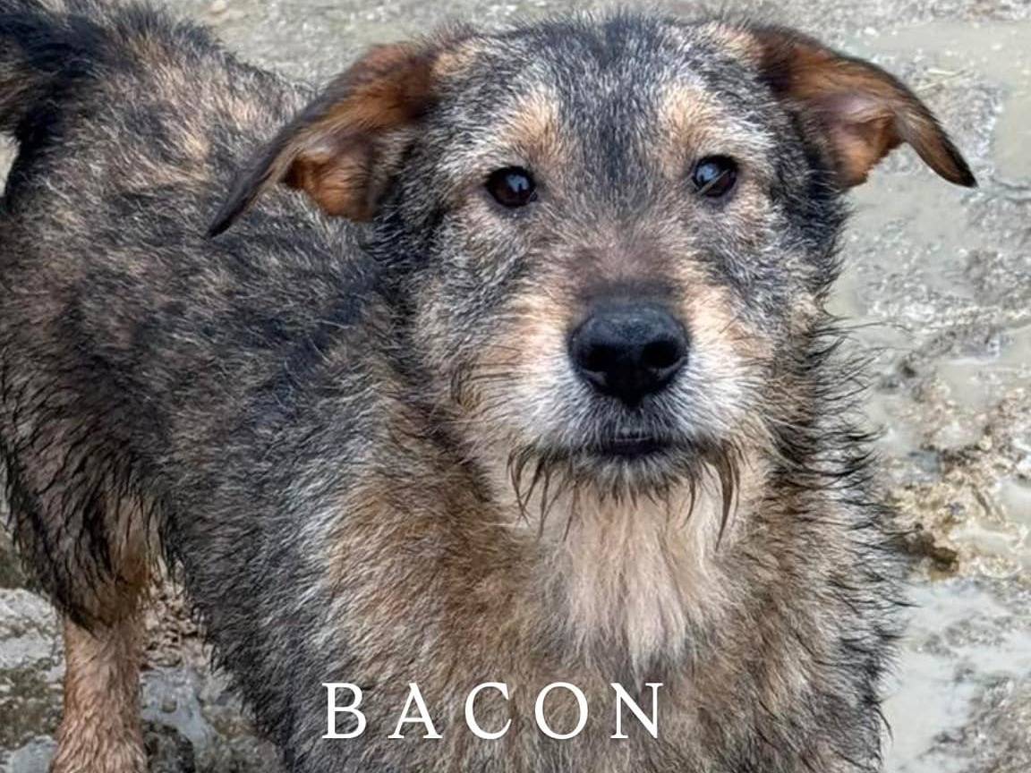 Adozione cane, maschio, Razza sconosciuta Razza sconosciuta, 2 anni e 8 mesi, taglia media, Firenze