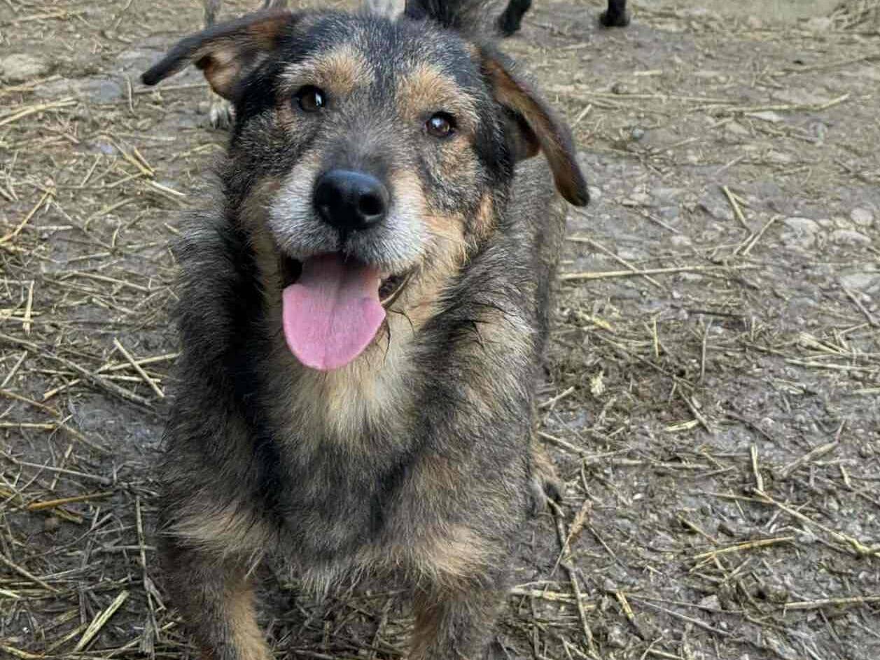 Adotta un cane, maschio, 2 anni e 8 mesi, Firenze