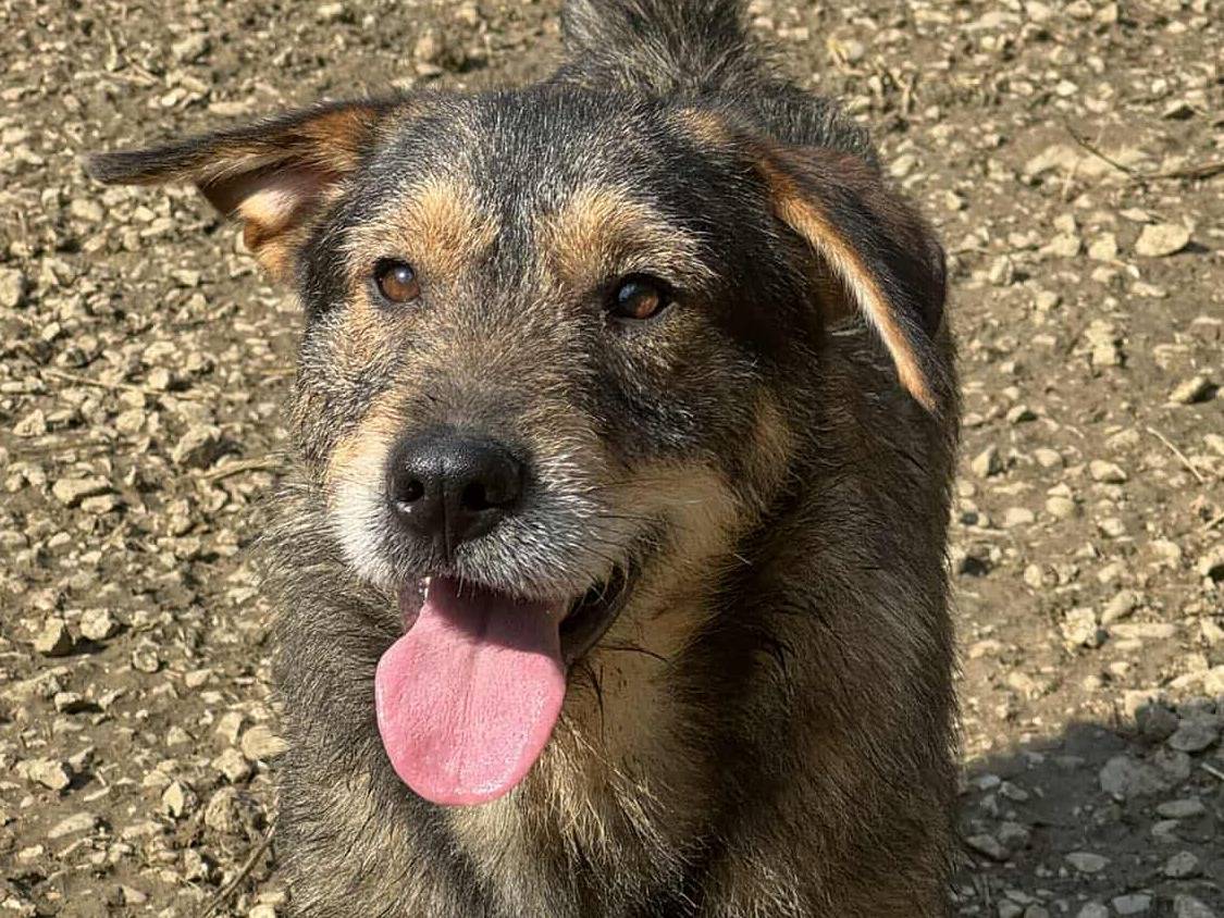 Vuoi adottare un cane a Firenze?