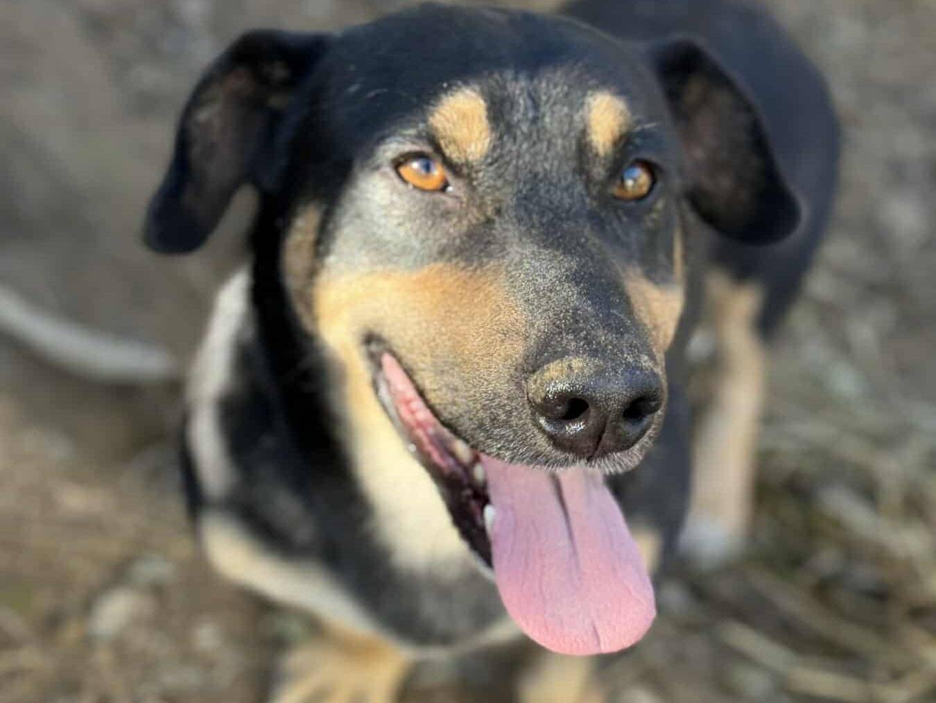 Adozione cane, maschio, Razza sconosciuta Razza sconosciuta, 4 anni e 10 mesi, taglia media contenuta, Firenze