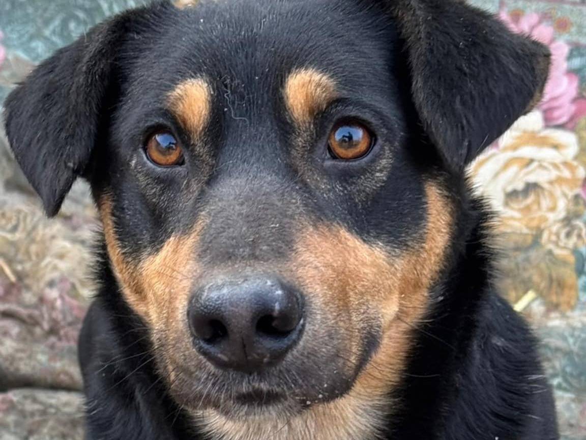 Adotta un cane, maschio, 4 anni e 10 mesi, Firenze