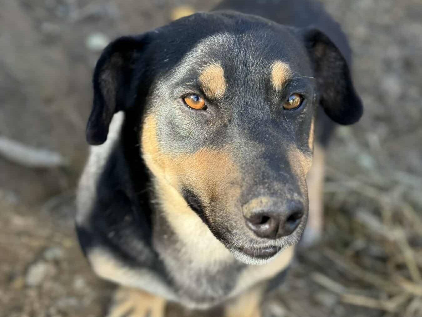 Adotta un cane, taglia media contenuta, maschio, Firenze