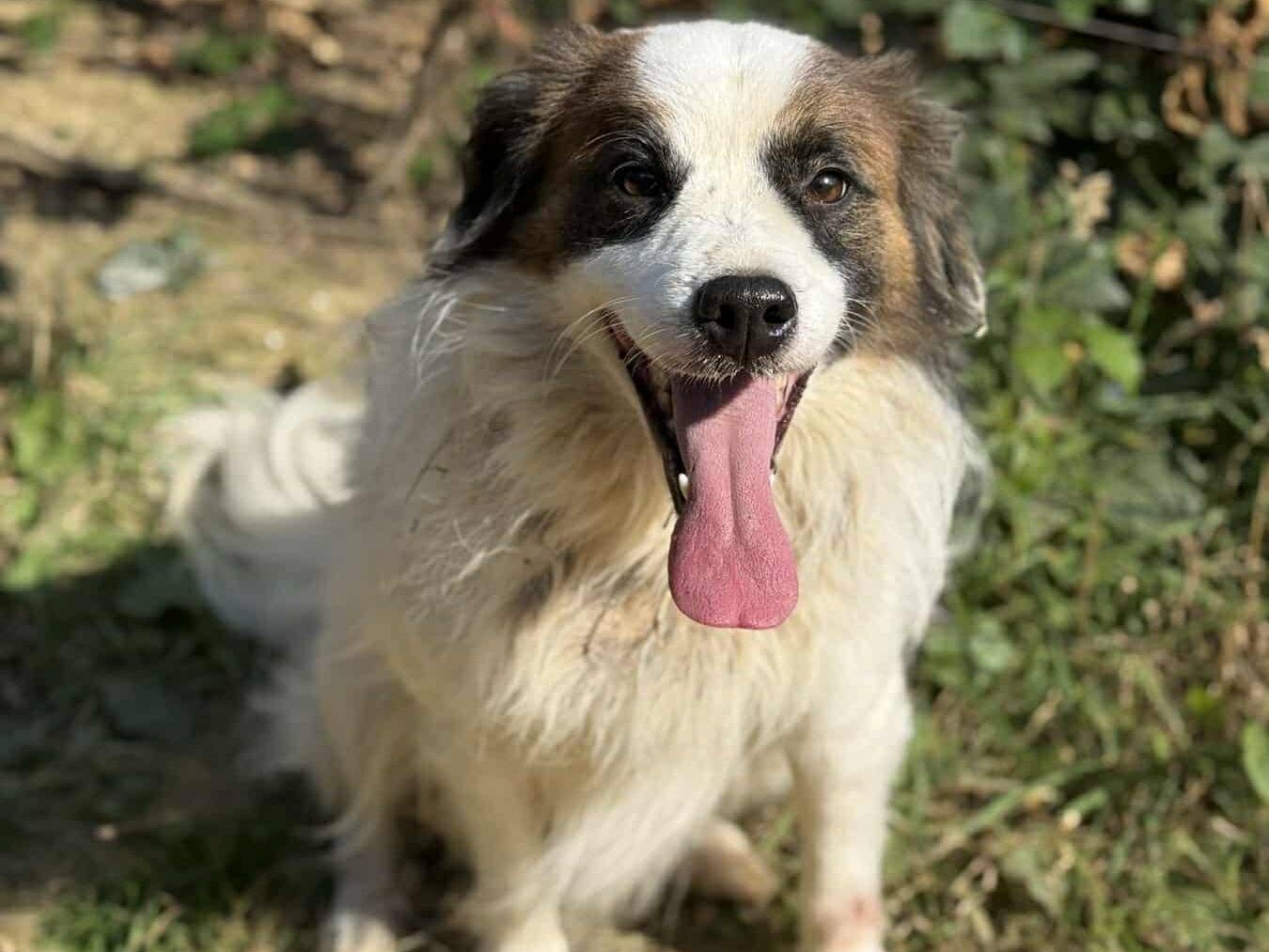 Adozione cane, maschio, Razza sconosciuta Razza sconosciuta, 2 anni e 10 mesi, taglia media contenuta, Firenze