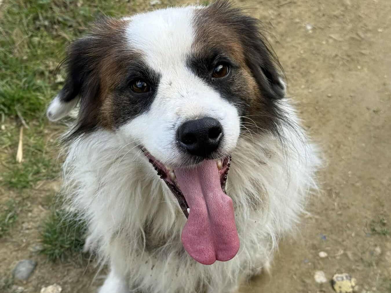 Adotta un cane, maschio, 2 anni e 10 mesi, Firenze