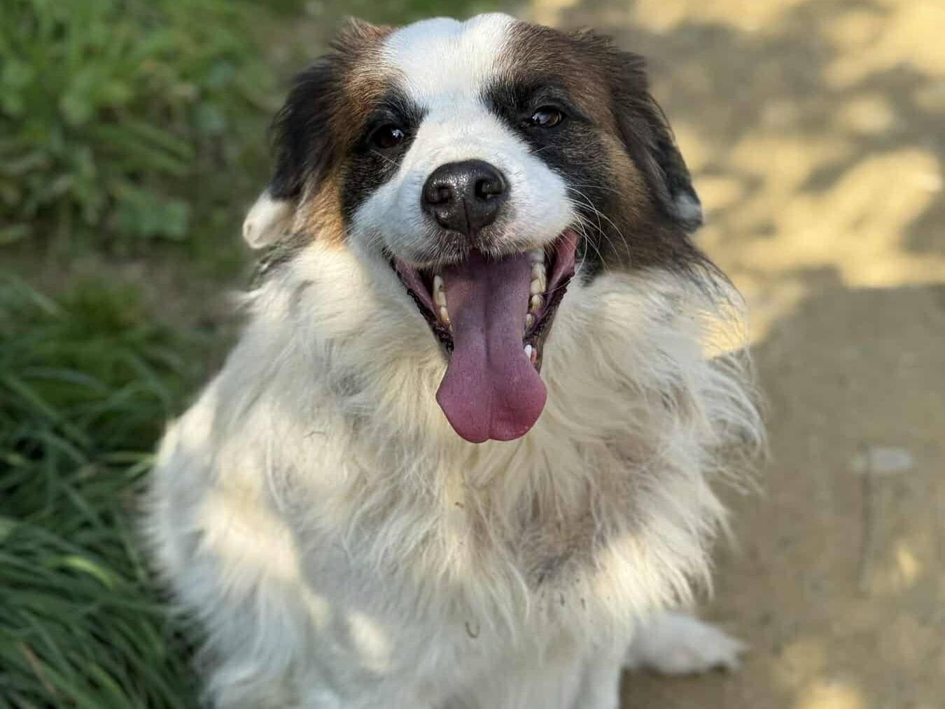 Adotta un cane, taglia media contenuta, maschio, Firenze