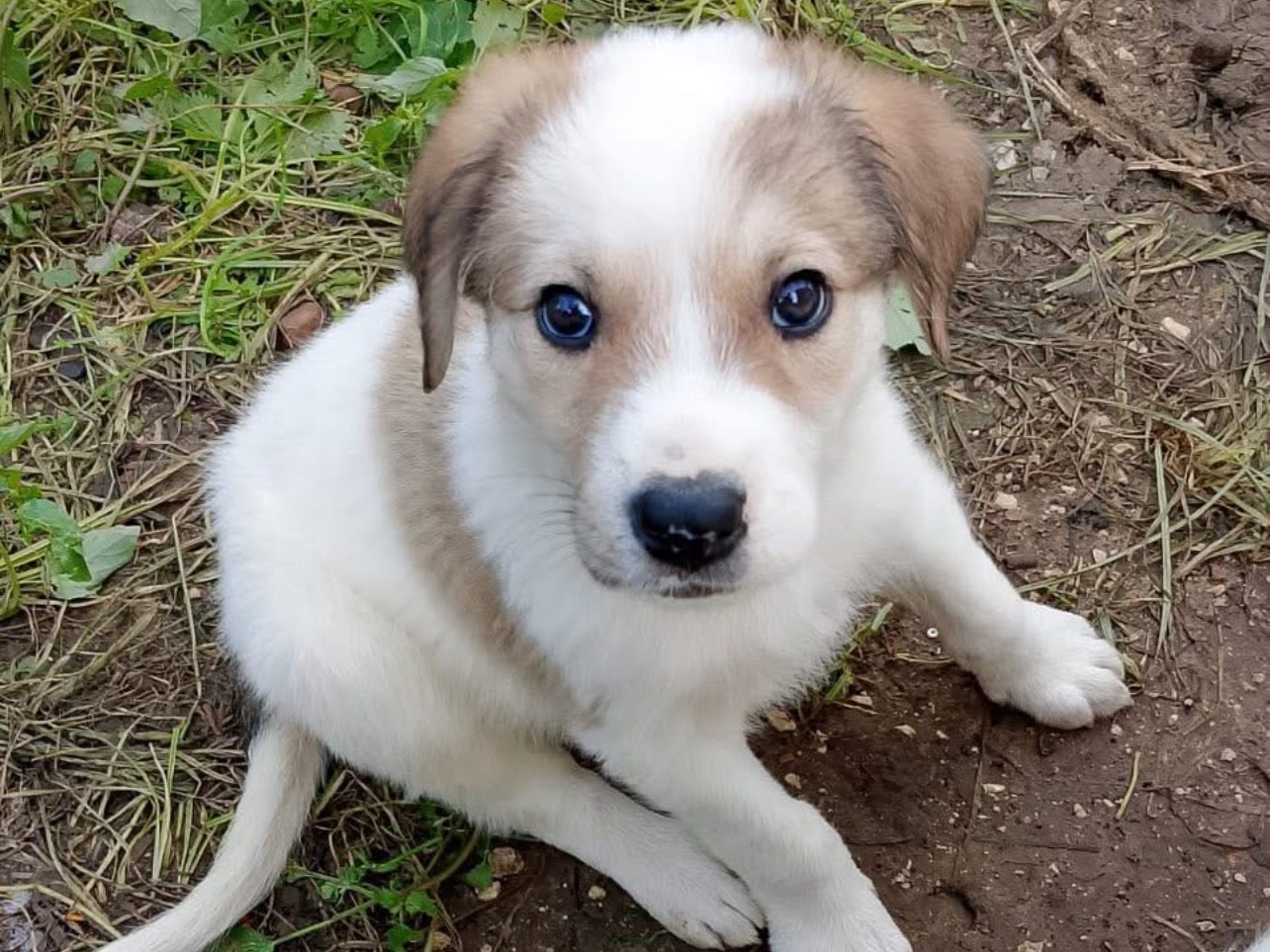 Adozione cane, maschio, Razza sconosciuta Razza sconosciuta, 2 mesi, taglia grande, Palermo