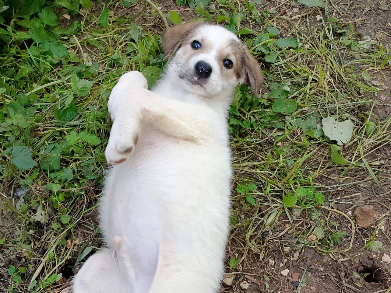 Adotta un cane, maschio, 2 mesi, Palermo