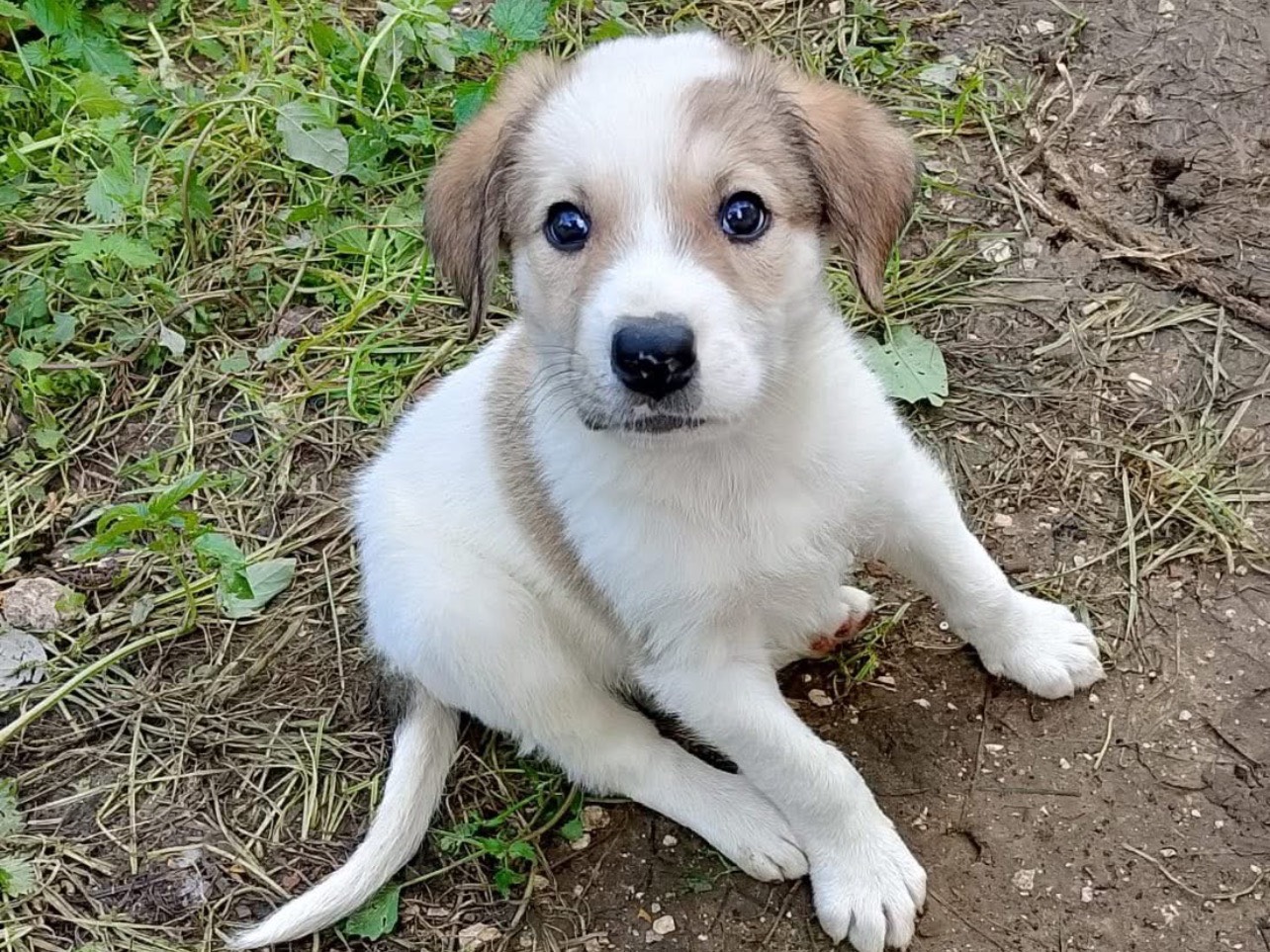 Adotta un cane, taglia grande, maschio, Palermo
