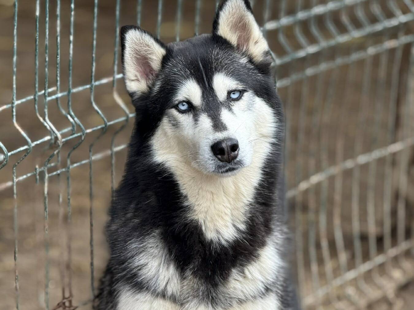 Adozione cane, femmina, Siberian Husky Razza sconosciuta, 1 anno e 10 mesi, taglia media, Firenze