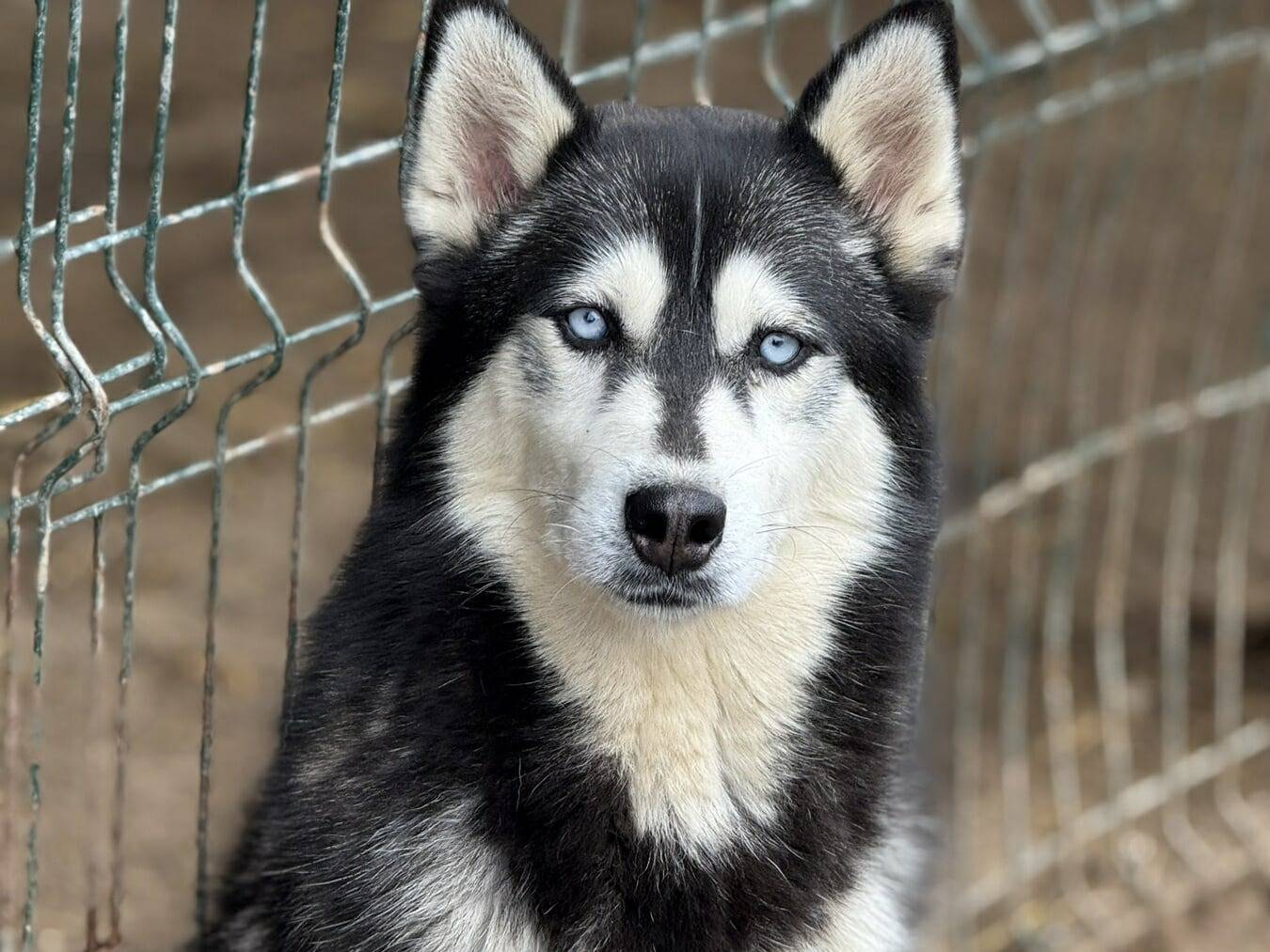 Adotta un cane, femmina, 1 anno e 10 mesi, Firenze
