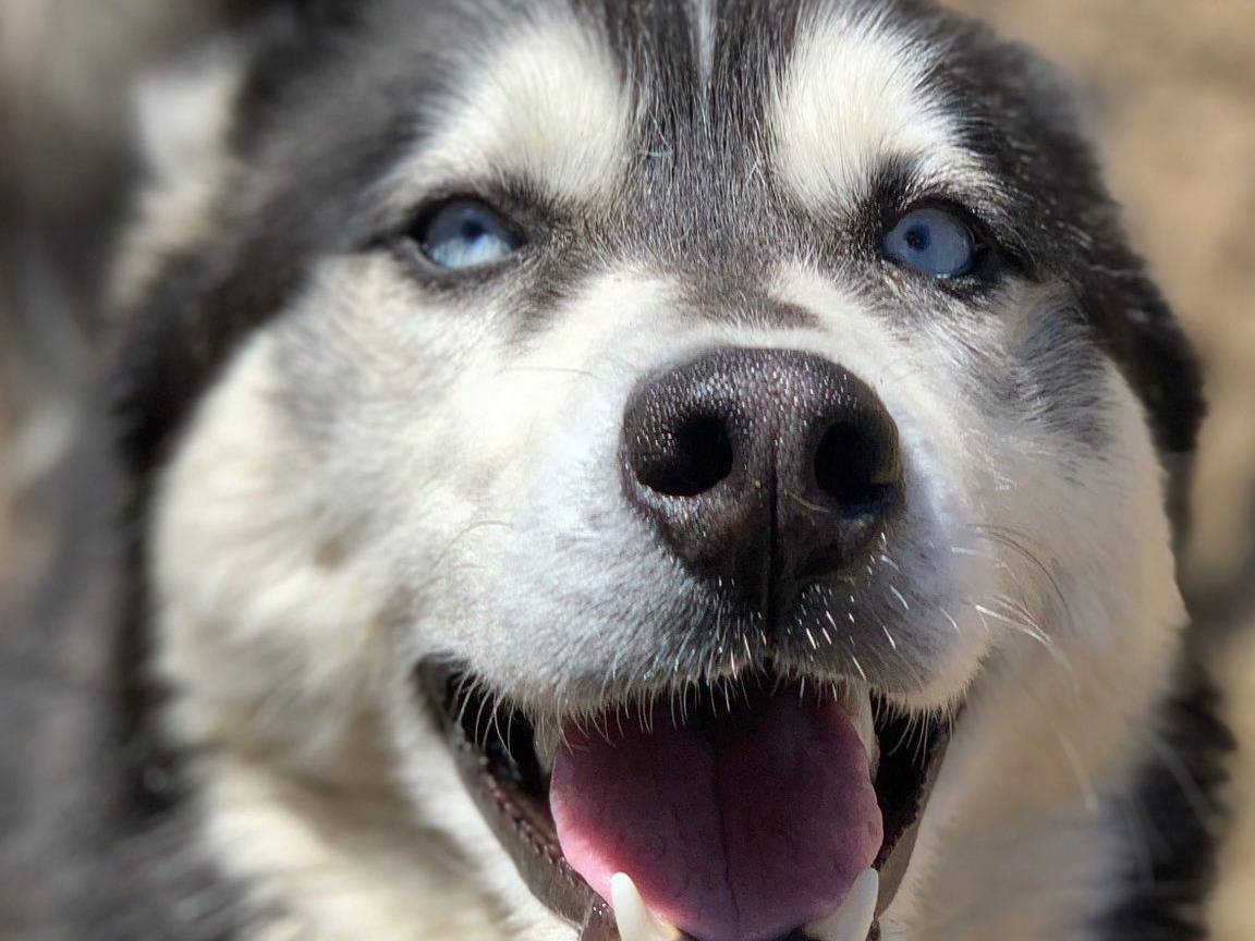 Adotta un cane, taglia media, femmina, Firenze