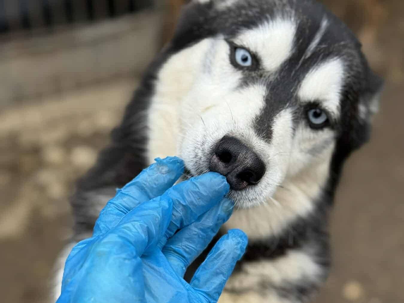 Vuoi adottare un cane a Firenze?