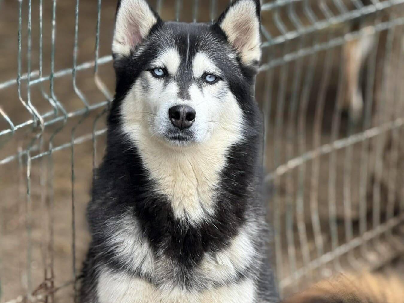 Adotta il cane ECHO a Firenze