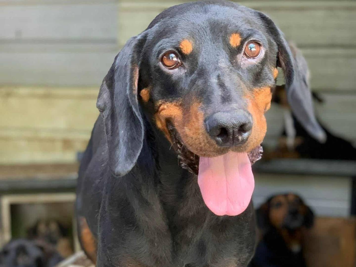 Adozione cane, femmina, Segugio Razza sconosciuta, 4 anni, taglia media, Firenze