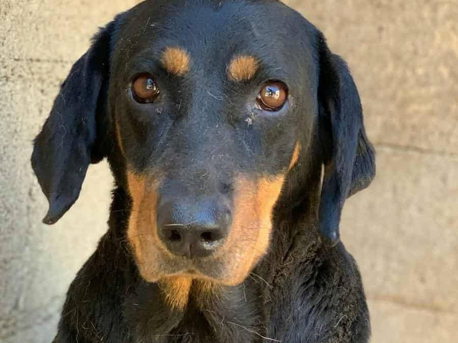 Adotta un cane, femmina, 4 anni, Firenze