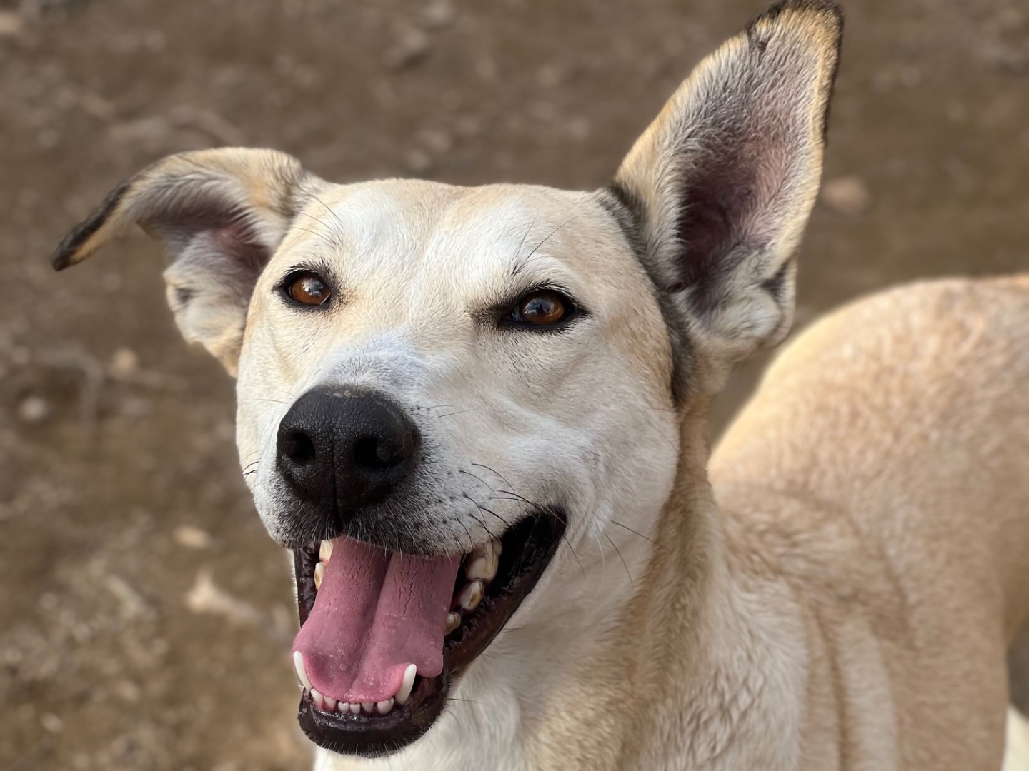 Adozione cane, femmina, Razza sconosciuta Razza sconosciuta, 2 anni e 2 mesi, taglia media, Roma