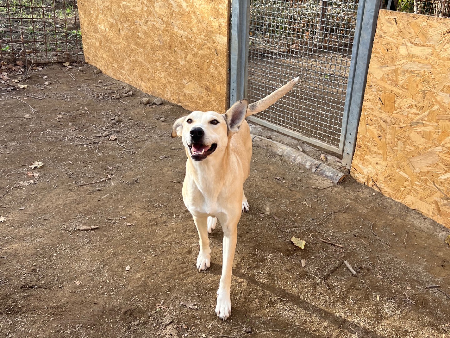 Adotta un cane, femmina, 2 anni e 2 mesi, Roma