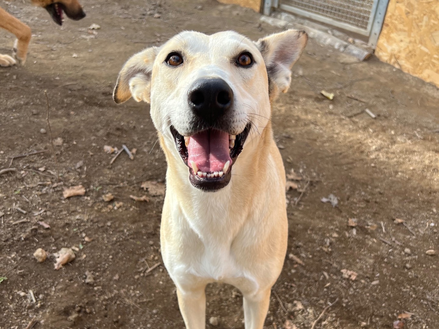 Adotta un cane, taglia media, femmina, Roma