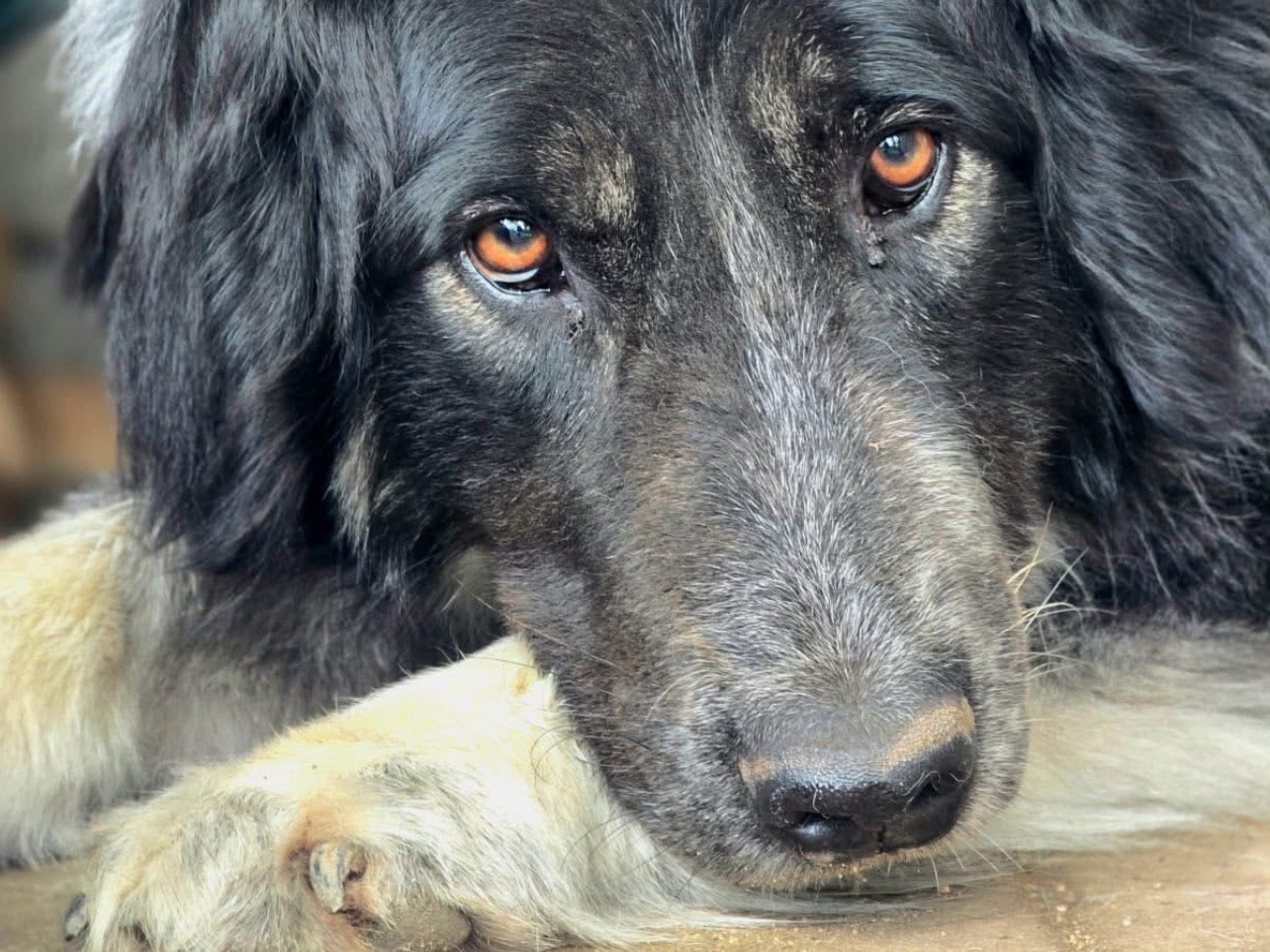 Adozione cane, femmina, Razza sconosciuta Razza sconosciuta, 4 anni e 8 mesi, taglia grande, Viterbo