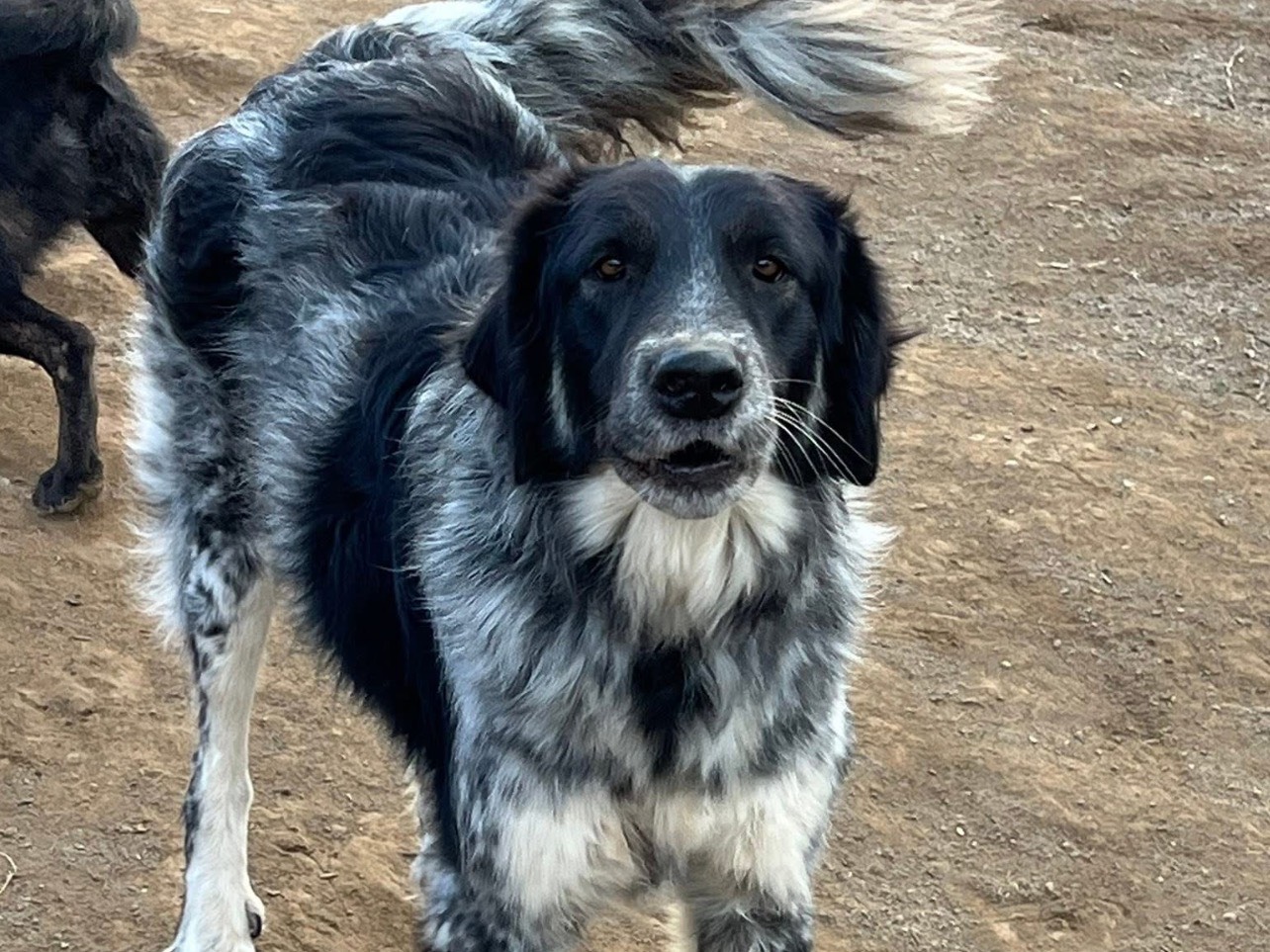 Adotta un cane, femmina, 4 anni e 8 mesi, Viterbo