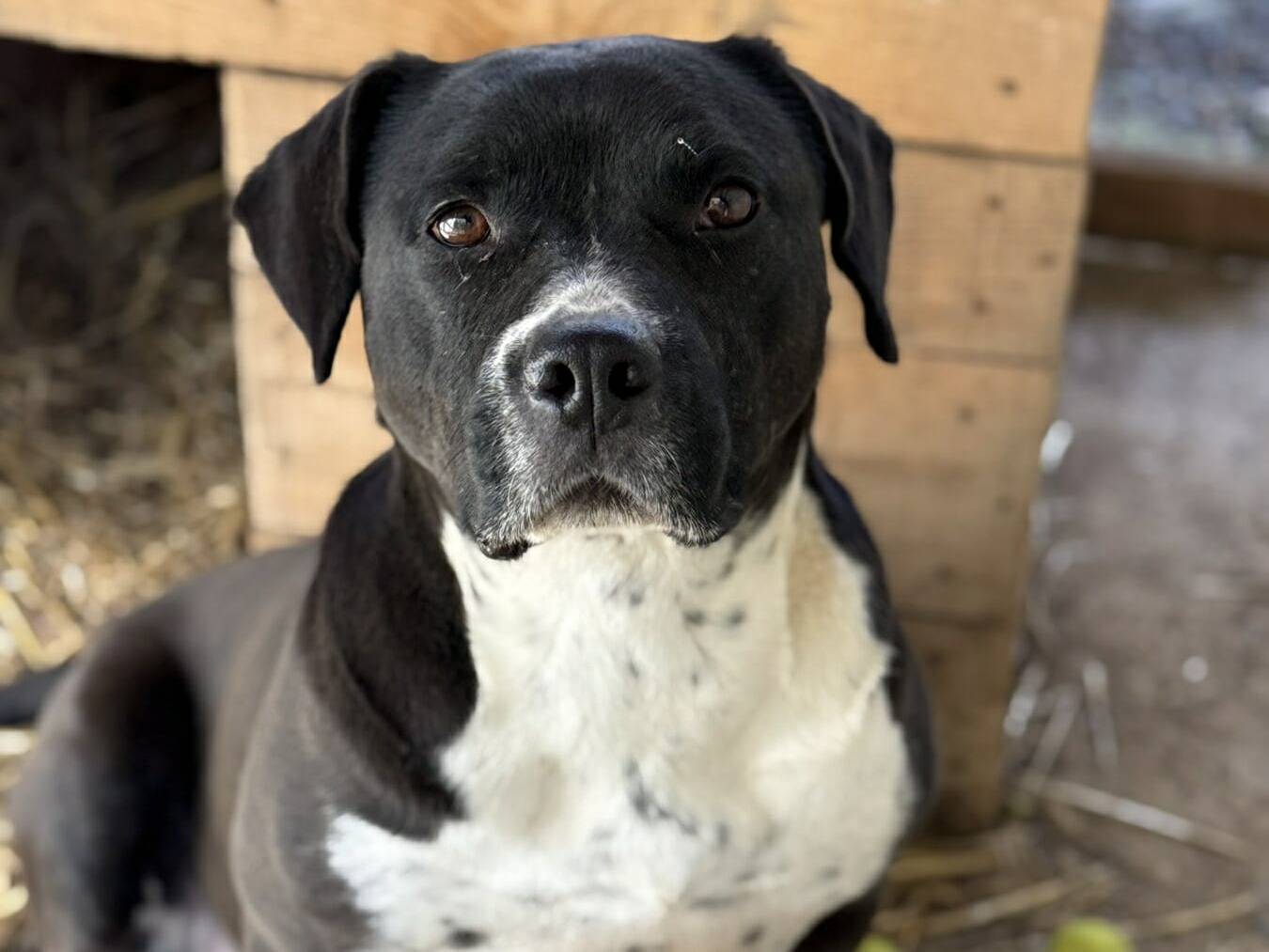 Adozione cane, femmina, Staffordshire Bull terrier Razza sconosciuta, 5 anni e 9 mesi, taglia media, Firenze