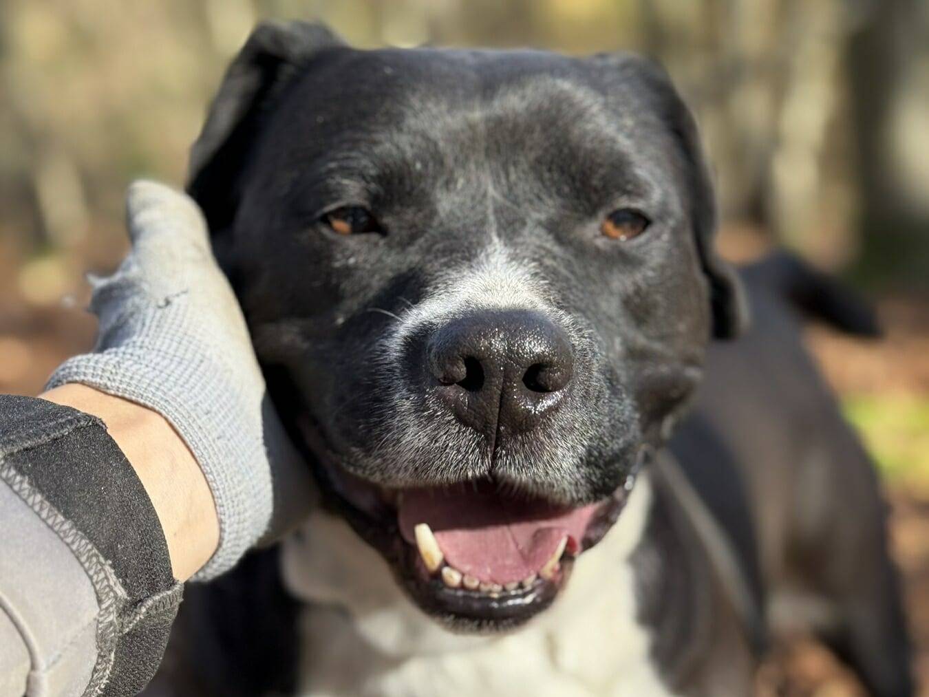 Adotta un cane, femmina, 5 anni e 9 mesi, Firenze