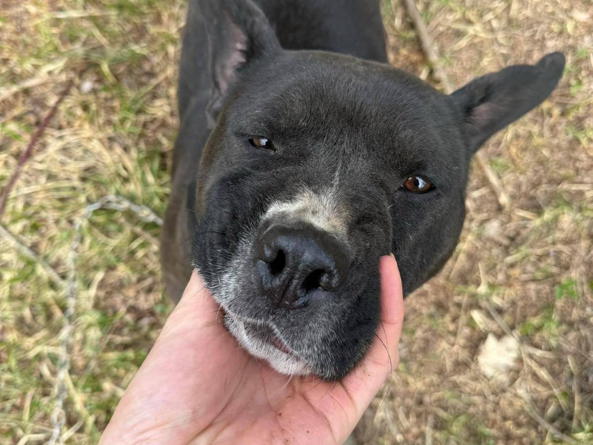 Adotta il cane ROSA a Firenze