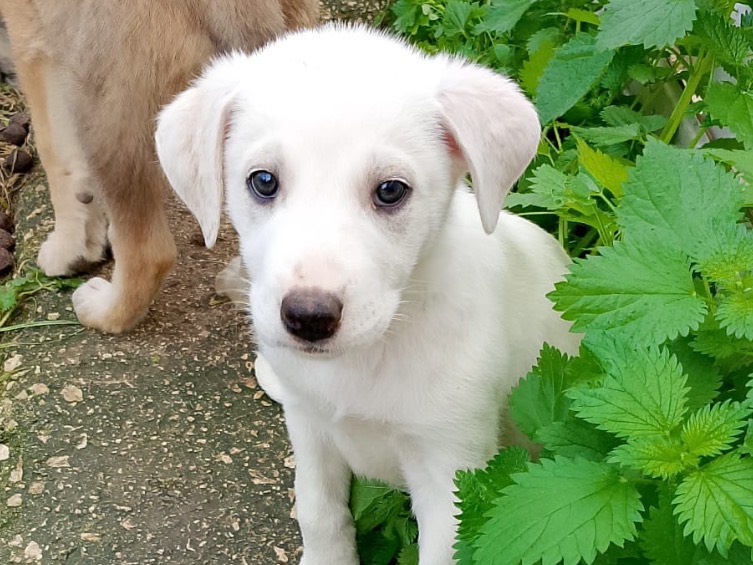 Adozione cane, femmina, Razza sconosciuta Razza sconosciuta, 2 mesi, taglia grande, Palermo