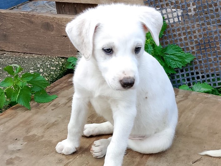 Adotta un cane, femmina, 2 mesi, Palermo