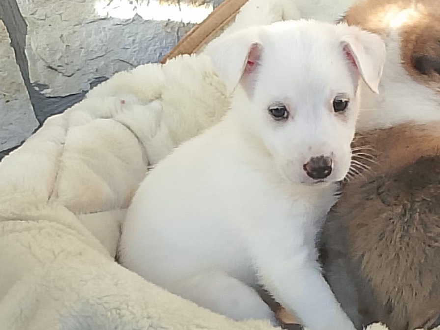 Adotta un cane, taglia grande, femmina, Palermo