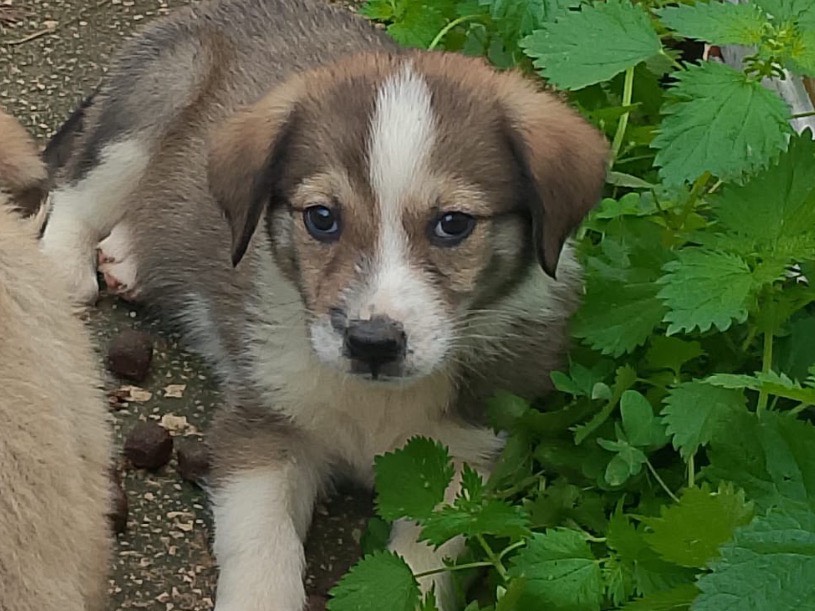 Adozione cane, femmina, Razza sconosciuta Razza sconosciuta, 2 mesi, taglia grande, Palermo