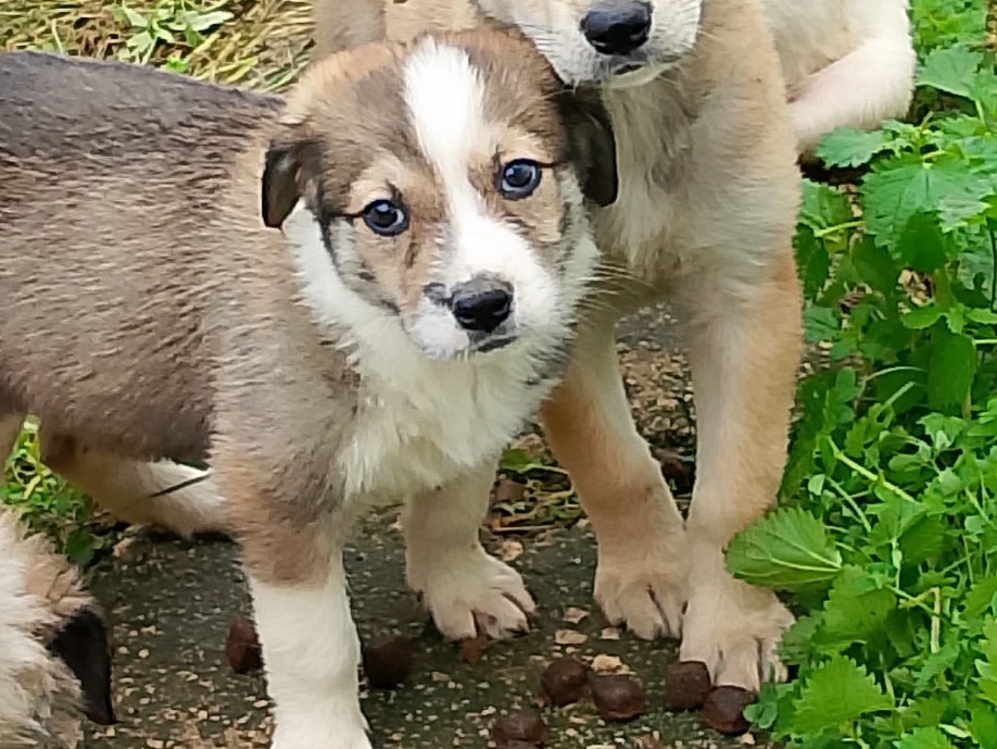 Adotta un cane, femmina, 2 mesi, Palermo